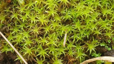 Gertrudiella torquata, photographed by Andrew Thornhill