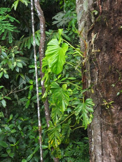 Philodendron brunneicaule, photographed by Lena Struwe