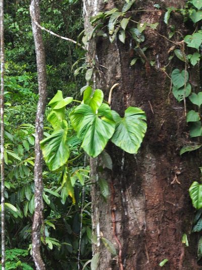 Philodendron brunneicaule, photographed by Lena Struwe