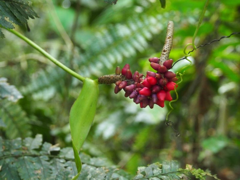 Anthurium talamancae, photographed by Lena Struwe