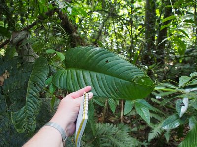Anthurium talamancae, photographed by Lena Struwe