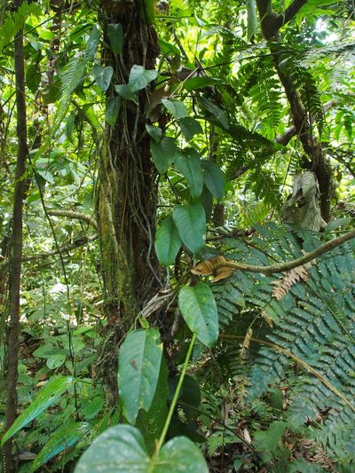 Anthurium talamancae, photographed by Lena Struwe