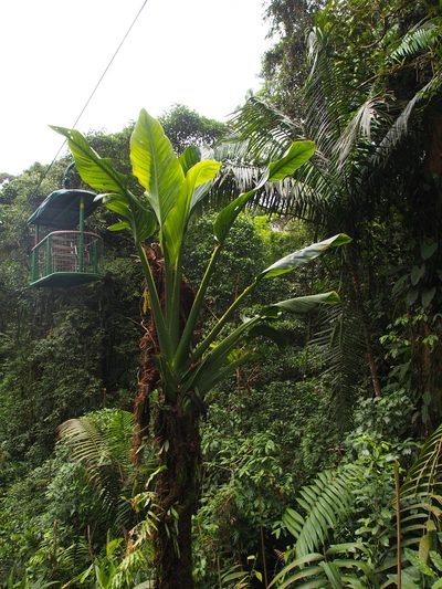 Monstera standleyana, photographed by Lena Struwe