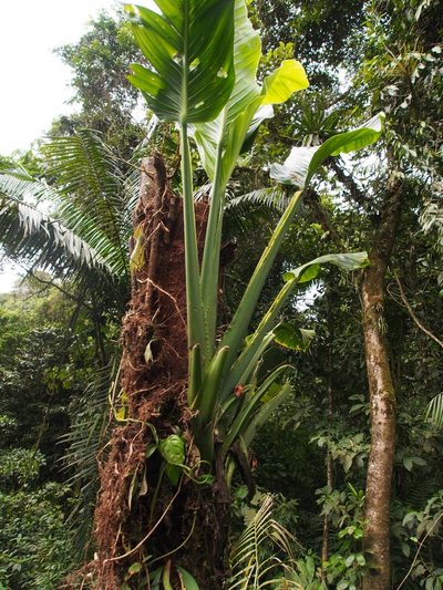 Monstera standleyana, photographed by Lena Struwe