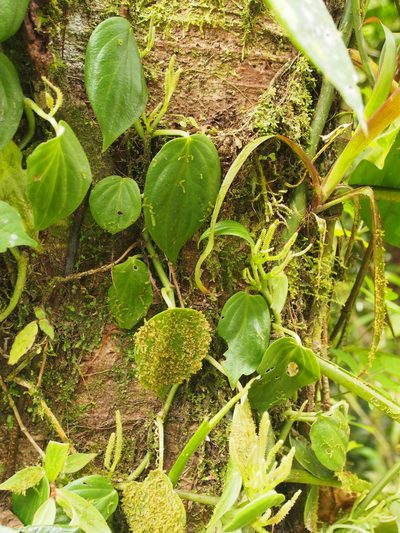 Peperomia distachyos, photographed by Lena Struwe