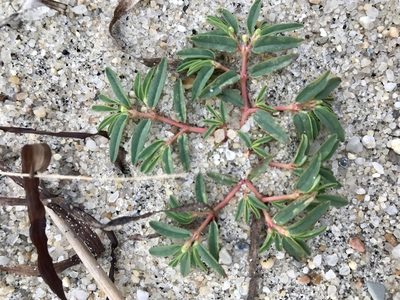 Euphorbia polygonifolia, photographed by Chase Mathey