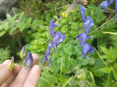 Aconitum columbianum, photographed by Drew Meyer