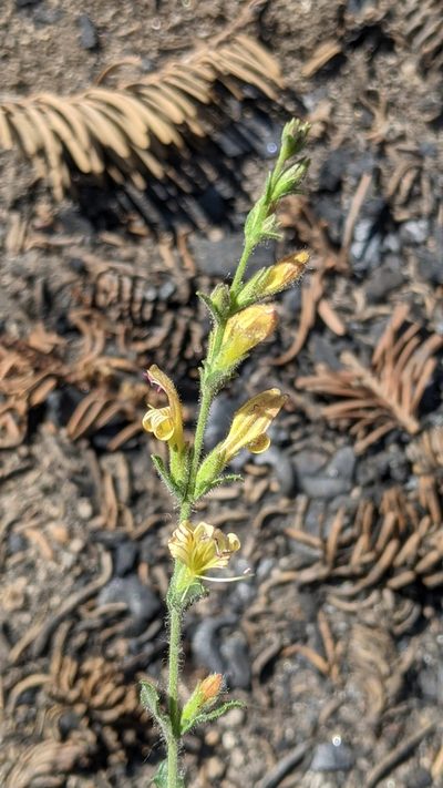 Keckiella rothrockii, photographed by My-Lan Le
