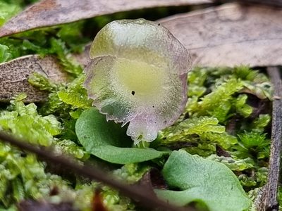 Corybas diemenicus, photographed by Richard Dimon