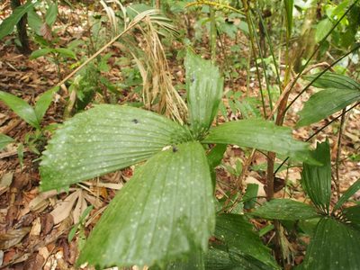 Reinhardtia gracilis, photographed by Lena Struwe