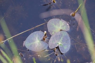 Nymphoides cordata, photographed by Bonnie Semmling