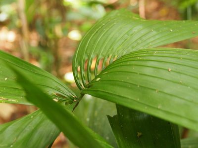 Reinhardtia gracilis, photographed by Lena Struwe