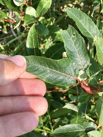 Salix pyrifolia, photographed by Rose Zappa