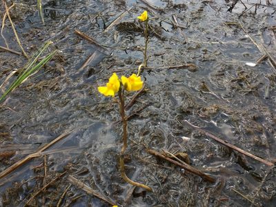 Utricularia macrorhiza, photographed by Jon Ferreira