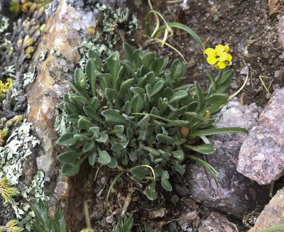 Draba aurea, photographed by Cecelia Alexander
