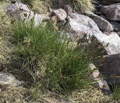 Carex phaeocephala, photographed by Cecelia Alexander