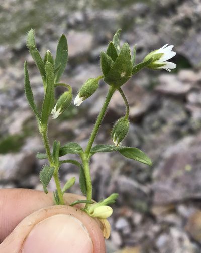 Cerastium beeringianum, photographed by Cecelia Alexander