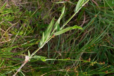 Dichanthelium scoparium, photographed by Bonnie Semmling