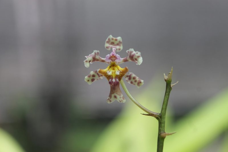 Trichocentrum oerstedii, photographed by Victor De la Cruz