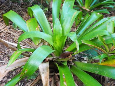 Werauhia gladioliflora, photographed by Lena Struwe