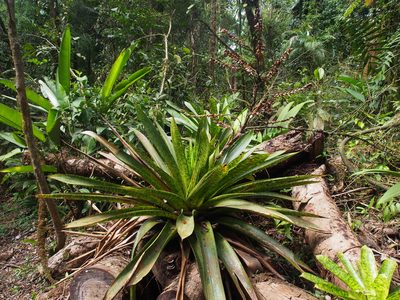 Werauhia kupperiana, photographed by Lena Struwe