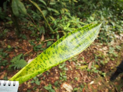 Werauhia kupperiana, photographed by Lena Struwe