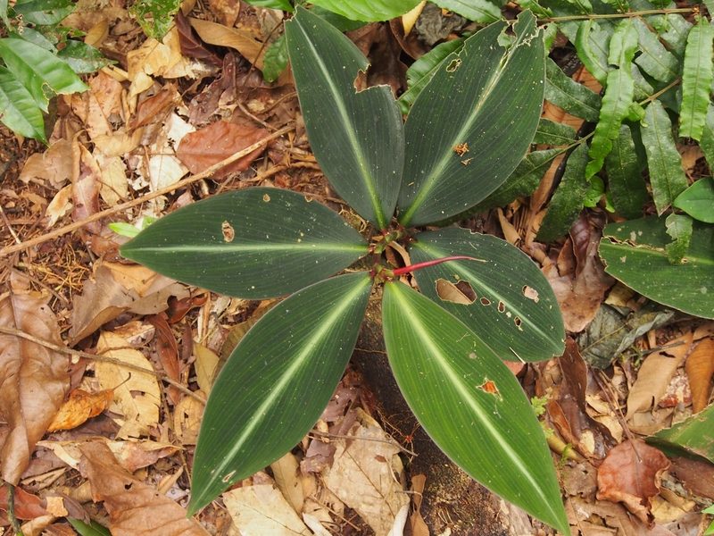 Costus laevis, photographed by Lena Struwe