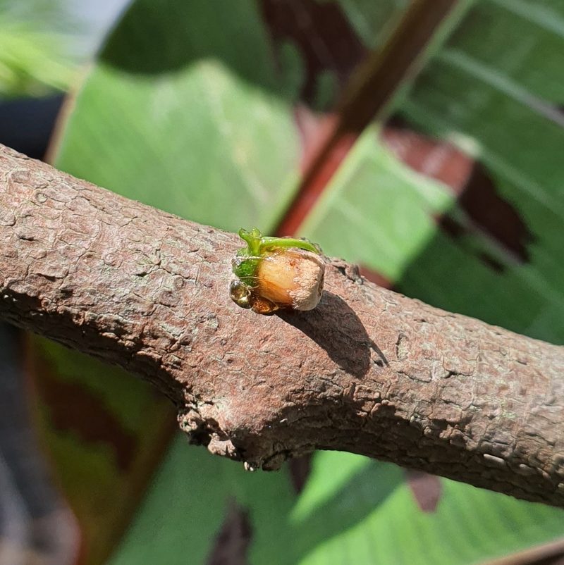 Dendrophthoe pentandra, photographed by Cheongweei Gan