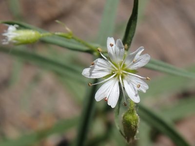 Torreyostellaria jamesiana, photographed by P Holroyd