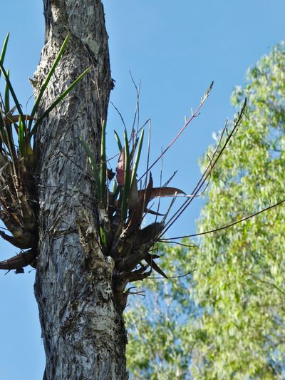Dendrobium canaliculatum, photographed by Steve Fitzgerald
