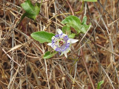 Passiflora hibiscifolia, photographed by Diana Fuentes
