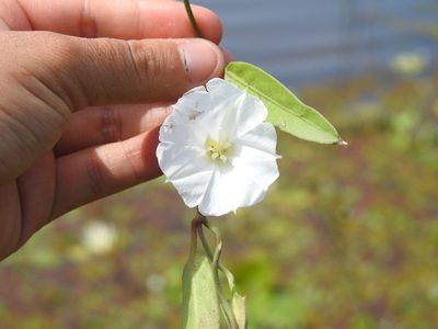 Aniseia martinicensis, photographed by Diana Fuentes