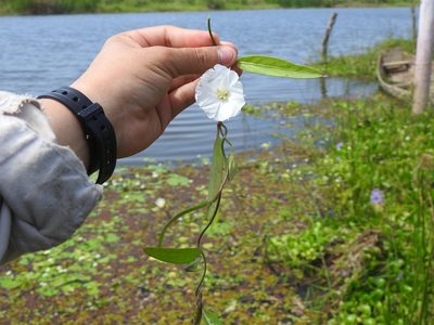 Aniseia martinicensis, photographed by Diana Fuentes