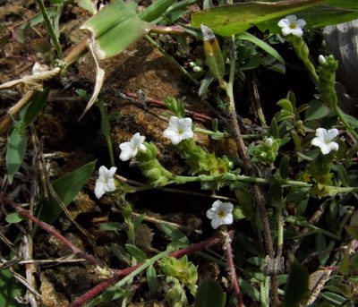 Euploca strigosa, photographed by Paulmathi Vinod