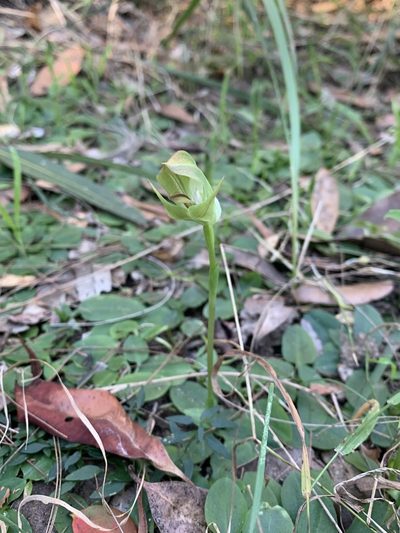 Pterostylis curta, photographed by Lukas Clews