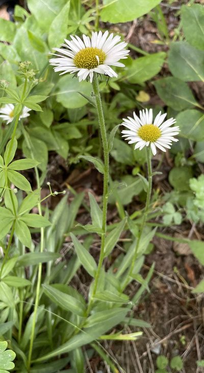Erigeron peregrinus, photographed by Roger Rittmaster