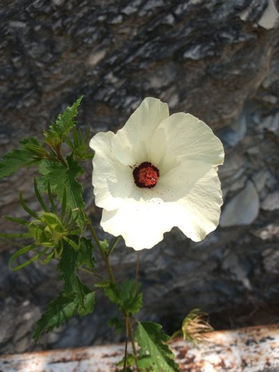 Hibiscus acicularis, photographed by Rodolfo Salinas Villarreal