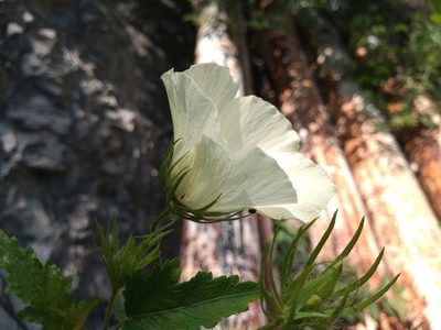 Hibiscus acicularis, photographed by Rodolfo Salinas Villarreal