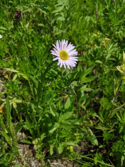 Erigeron peregrinus, photographed by Erin McKittrick