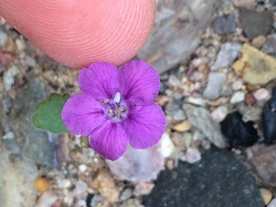 Phacelia calthifolia, photographed by A.J. Tarnas