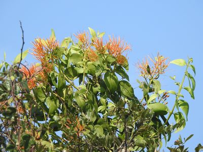 Psittacanthus schiedeanus, photographed by Diana Fuentes