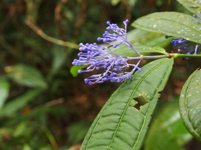 Faramea suerrensis, photographed by Lena Struwe