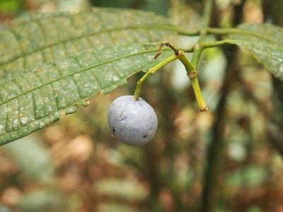 Faramea suerrensis, photographed by Lena Struwe