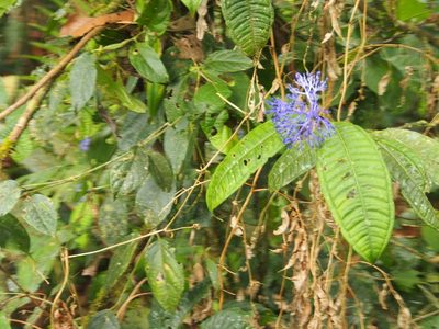 Faramea suerrensis, photographed by Lena Struwe