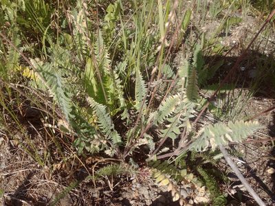 Oxytropis deflexa, photographed by Syd Cannings