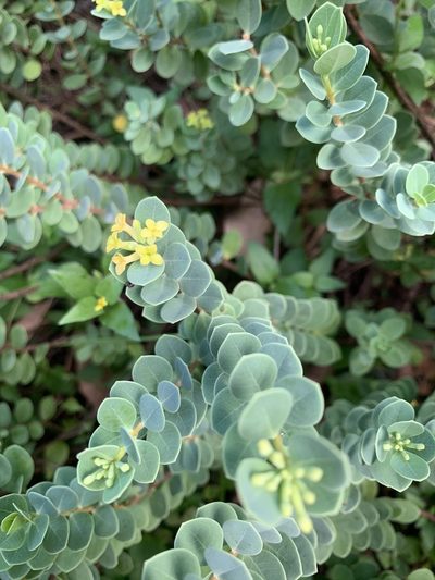 Wikstroemia uva-ursi, photographed by Scott Loarie
