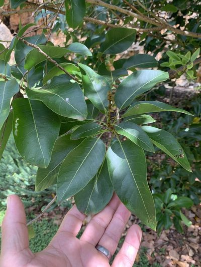 Sapindus oahuensis, photographed by Scott Loarie