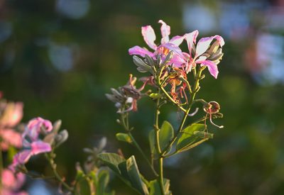 Bauhinia purpurea, photographed by portioid