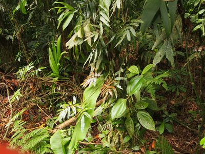 Salpichlaena papyrus, photographed by Lena Struwe