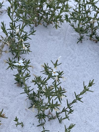 Frankenia jamesii, photographed by CK2AZ